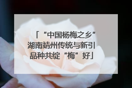 “中国杨梅之乡”湖南靖州传统与新引品种共绽“梅”好
