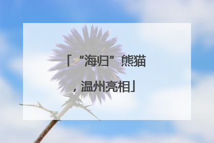 “海归”熊猫，温州亮相