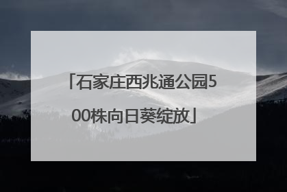 石家庄西兆通公园500株向日葵绽放
