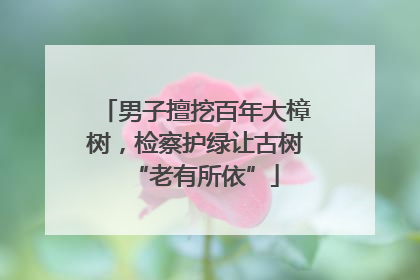 男子擅挖百年大樟树，检察护绿让古树“老有所依”