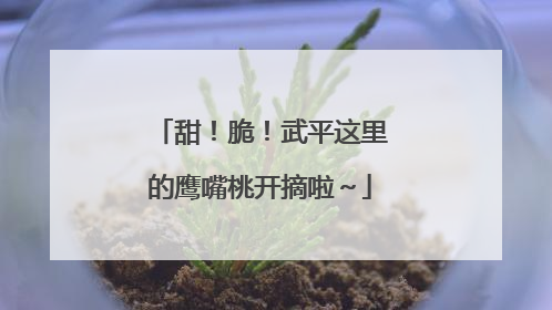 甜！脆！武平这里的鹰嘴桃开摘啦～