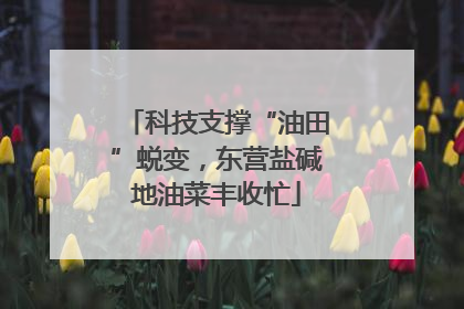 科技支撑“油田”蜕变，东营盐碱地油菜丰收忙