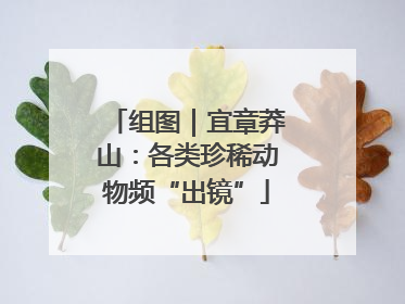 组图｜宜章莽山：各类珍稀动物频“出镜”