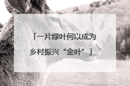 一片绿叶何以成为乡村振兴“金叶”