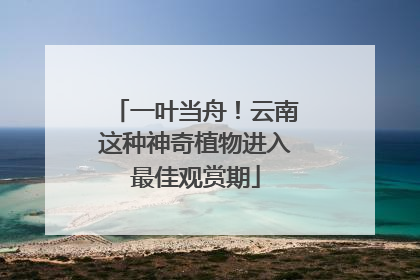 一叶当舟！云南这种神奇植物进入最佳观赏期