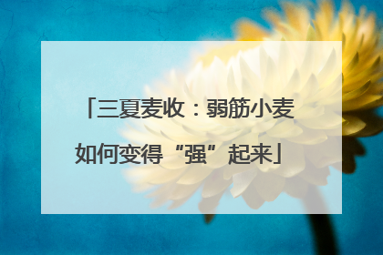 三夏麦收：弱筋小麦如何变得“强”起来