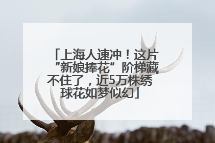上海人速冲！这片“新娘捧花”阶梯藏不住了，近5万株绣球花如梦似幻