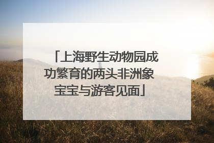 上海野生动物园成功繁育的两头非洲象宝宝与游客见面