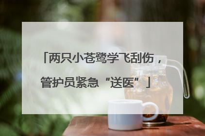 两只小苍鹭学飞刮伤，管护员紧急“送医”