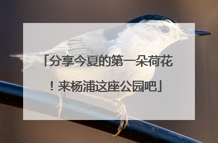 分享今夏的第一朵荷花！来杨浦这座公园吧