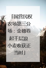 国营民权农场第三分场：金穗卷起千层浪 小麦收获正当时