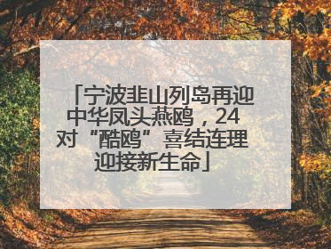 宁波韭山列岛再迎中华凤头燕鸥，24对“酷鸥”喜结连理迎接新生命