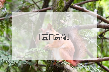 夏日赏荷