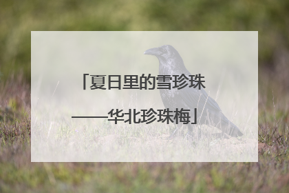 夏日里的雪珍珠——华北珍珠梅