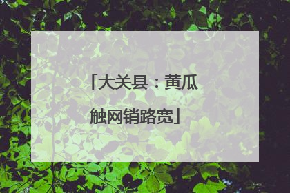大关县：黄瓜触网销路宽