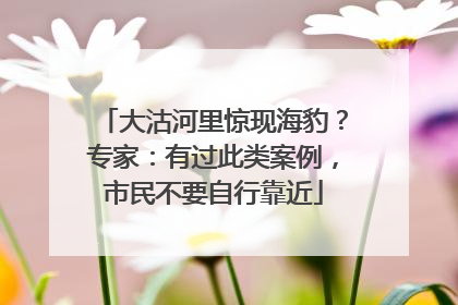 大沽河里惊现海豹？专家：有过此类案例，市民不要自行靠近