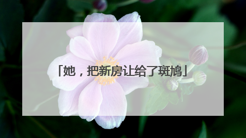 她，把新房让给了斑鸠