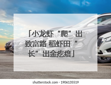 小龙虾“爬”出致富路 稻虾田“长”出金疙瘩