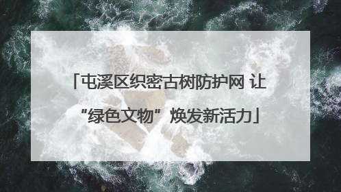 屯溪区织密古树防护网 让“绿色文物”焕发新活力