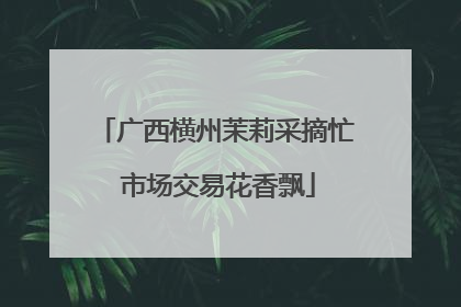 广西横州茉莉采摘忙 市场交易花香飘