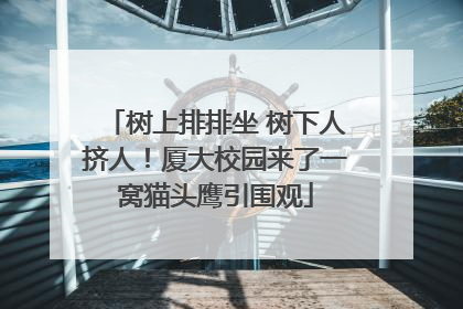 树上排排坐 树下人挤人！厦大校园来了一窝猫头鹰引围观