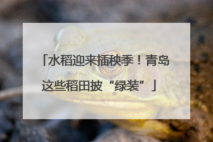 水稻迎来插秧季！青岛这些稻田披“绿装”