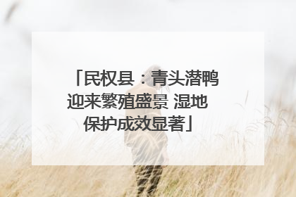 民权县：青头潜鸭迎来繁殖盛景 湿地保护成效显著