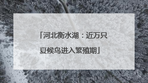 河北衡水湖：近万只夏候鸟进入繁殖期
