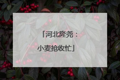 河北隆尧：小麦抢收忙