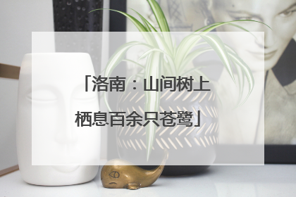 洛南：山间树上栖息百余只苍鹭