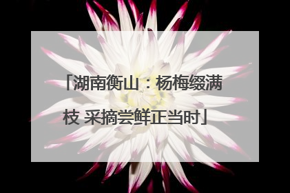 湖南衡山：杨梅缀满枝 采摘尝鲜正当时