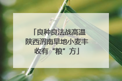 良种良法战高温 陕西渭南旱地小麦丰收有“粮”方