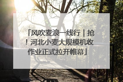 风吹麦浪一线行｜抢！河北小麦大规模机收作业正式拉开帷幕
