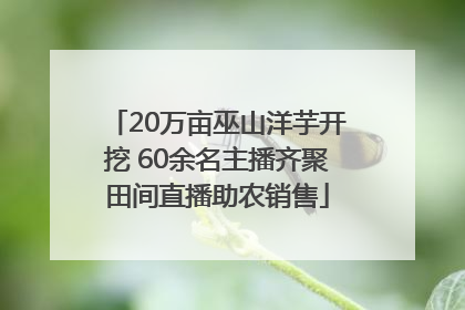 20万亩巫山洋芋开挖 60余名主播齐聚田间直播助农销售
